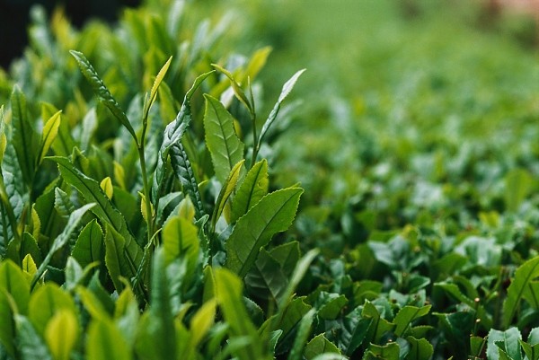 春天肝火旺，火氣大，茶美食用食療為您祛除煩惱！ 