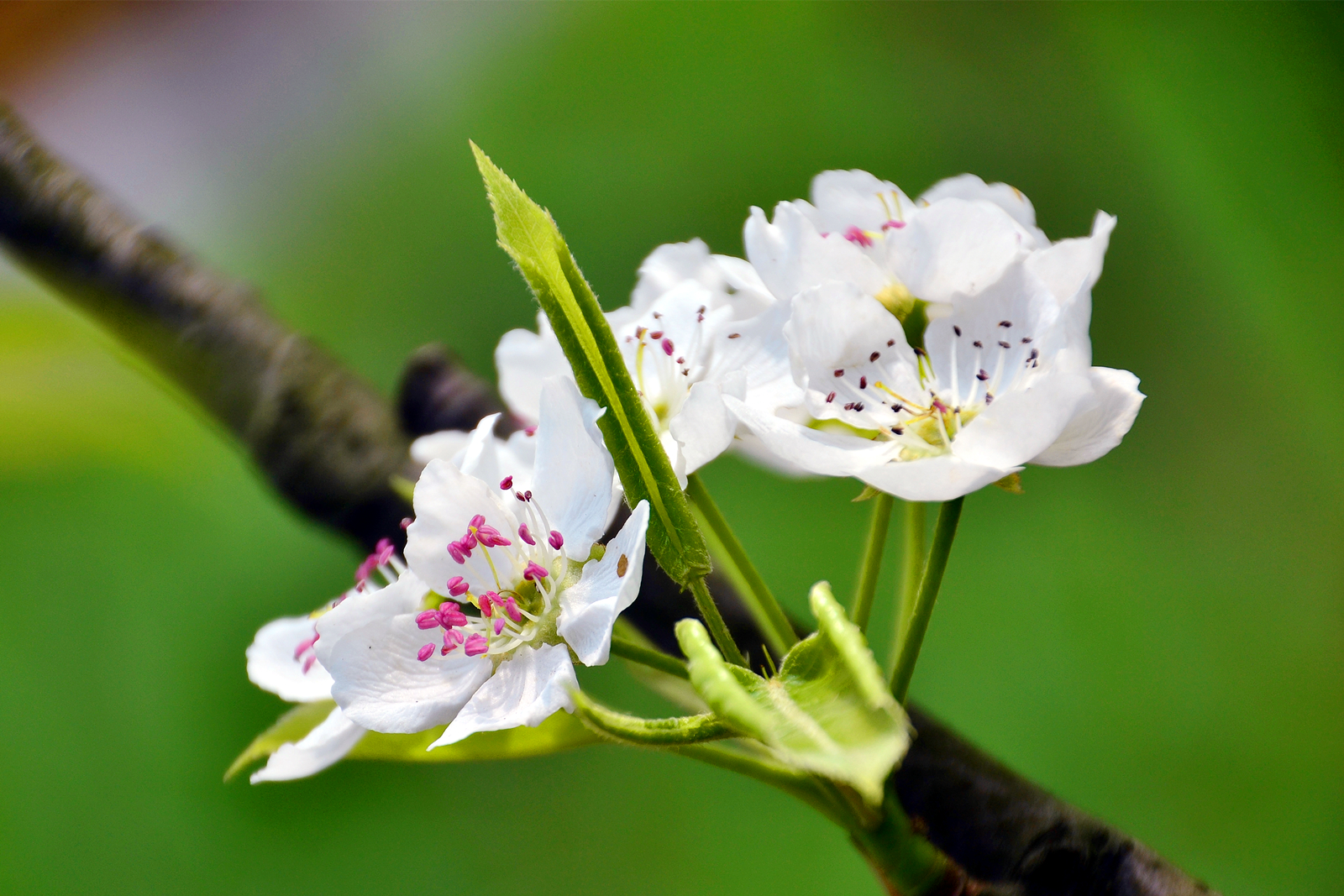 【視界晨報(bào)】瘦石春日詞八首