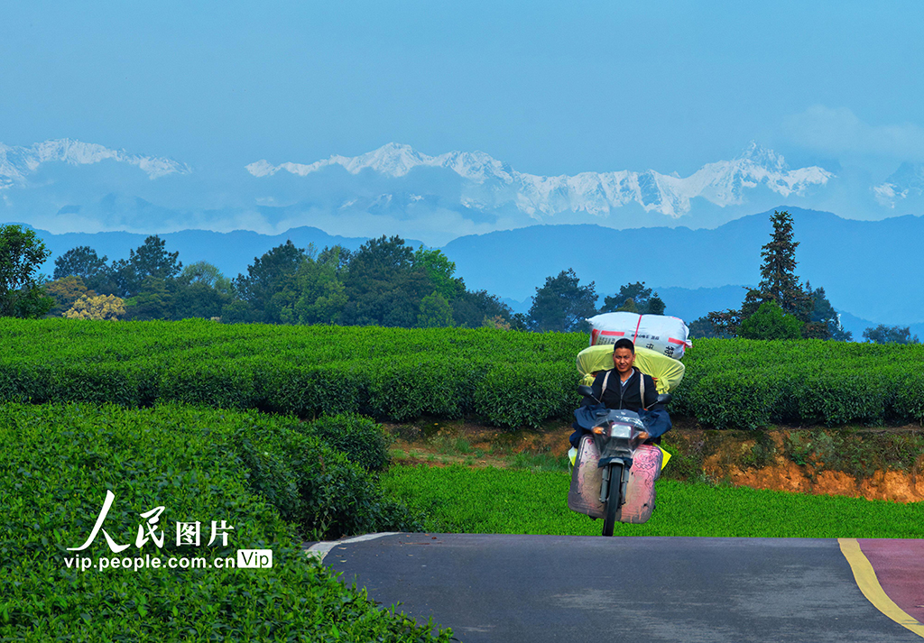 四川雅安：雪山茶園美如畫